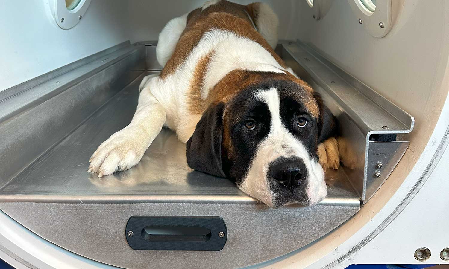 Hyperbaric Oxygen Therapy for Pets