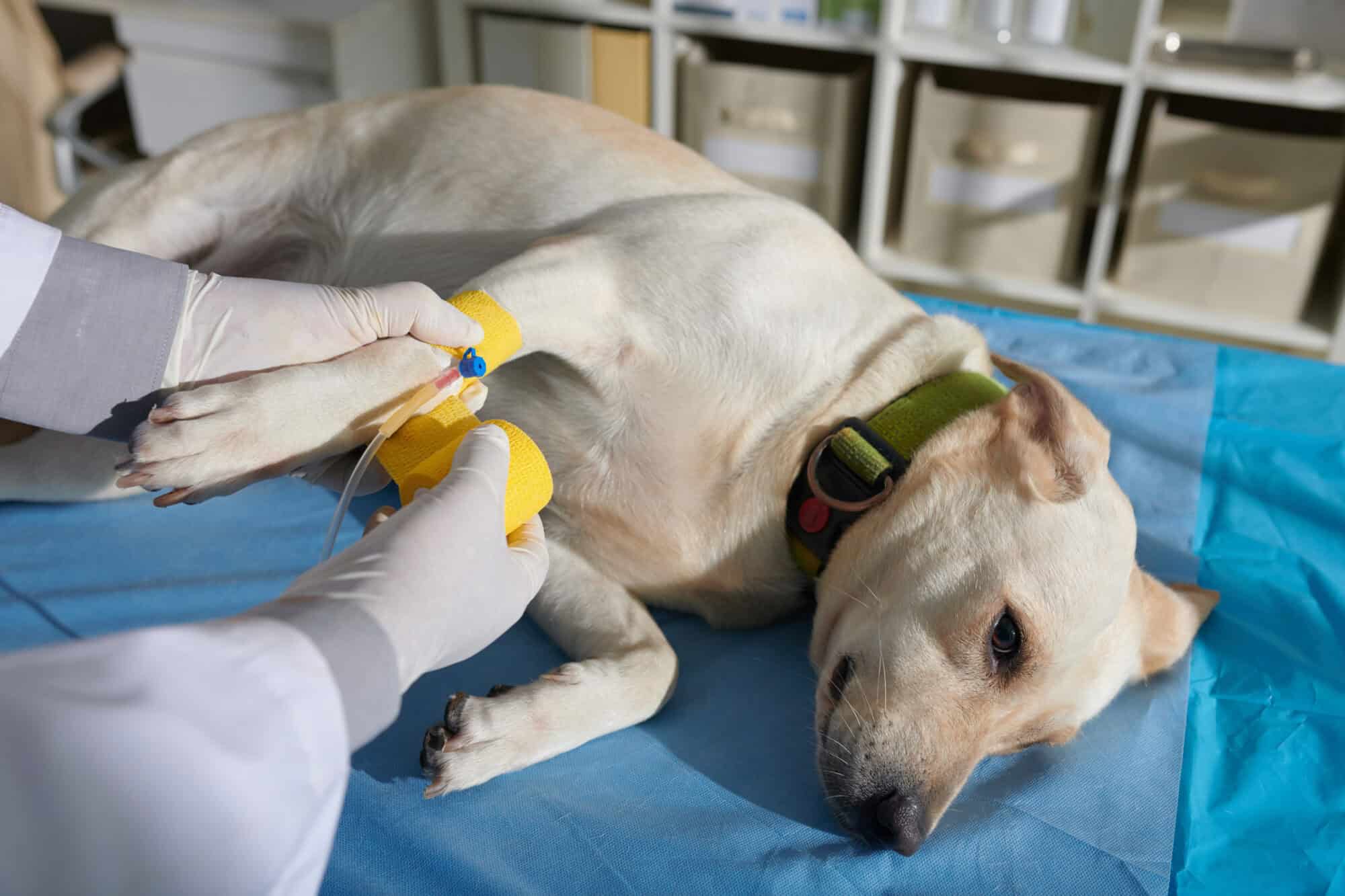 In Times of Crisis: The Vital Role of Emergency Veterinary Care