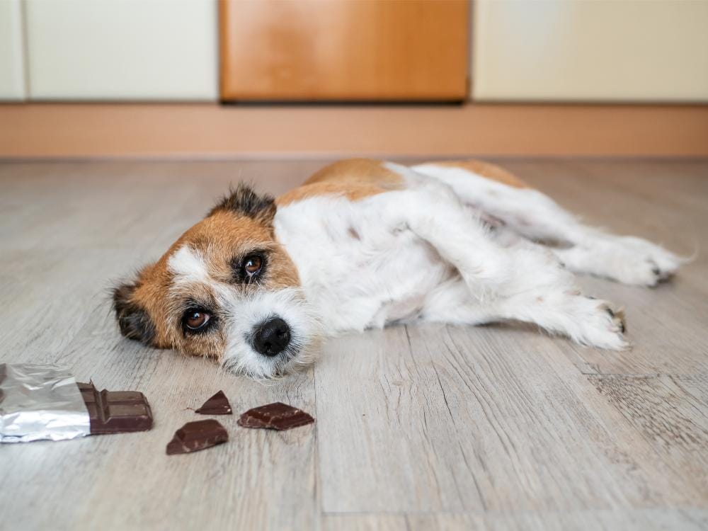 What Is A Pet Emergency?