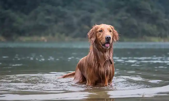 A golden retriever in the water