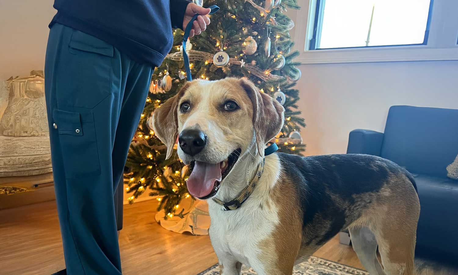 A happy canine patient