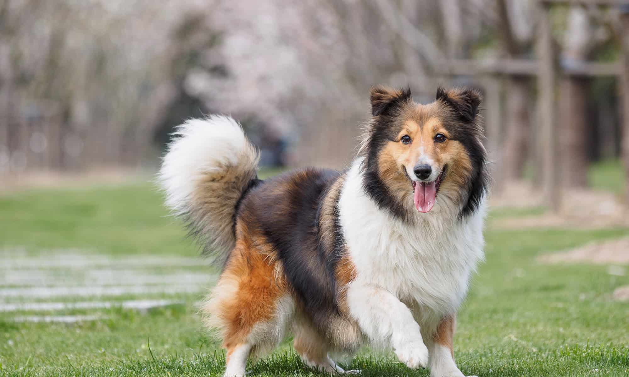 A collie outdoors