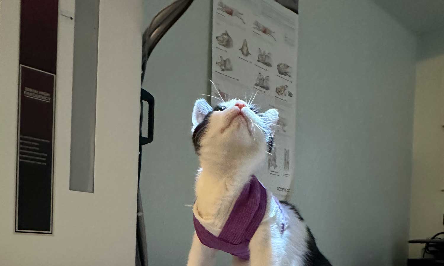 Cat looking upward