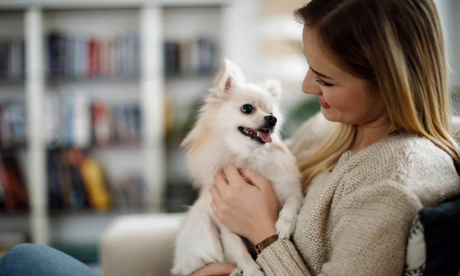 A pomeranian being held