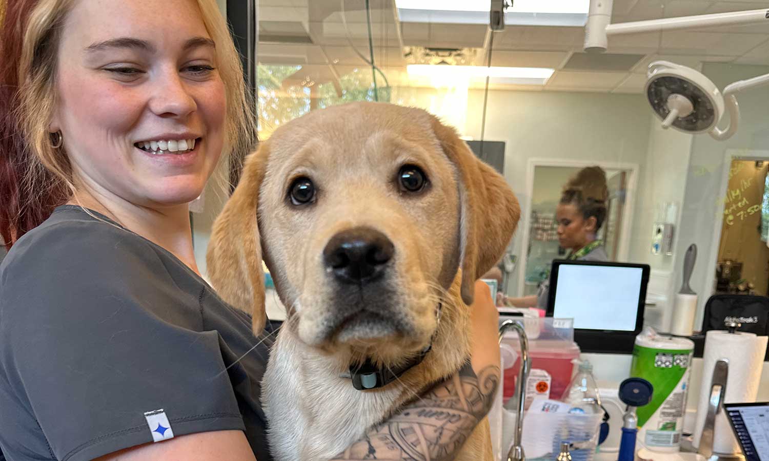 A yellow lab being treated