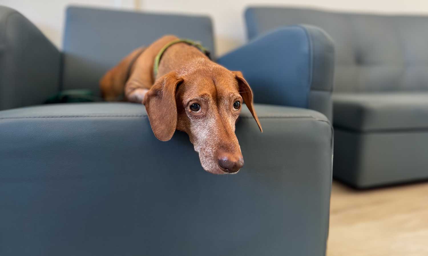 A dog laying on one of our chairs