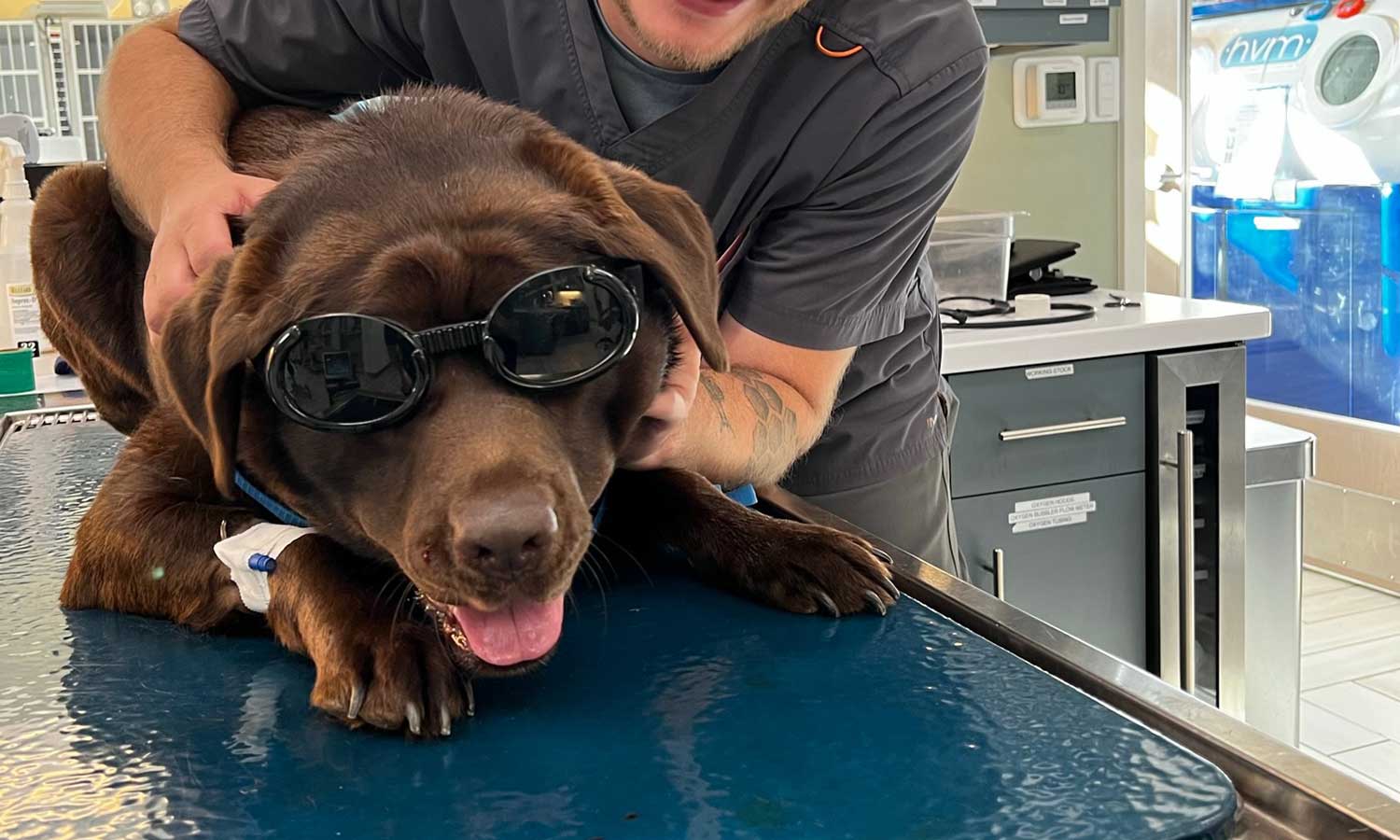 A dog getting laser treatment