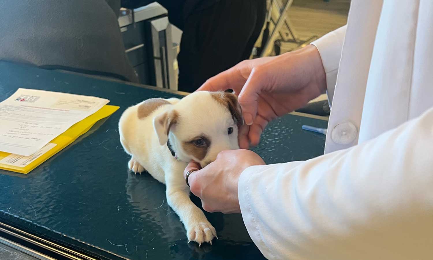 A puppy being examined